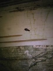 Dromius quadrimaculatus