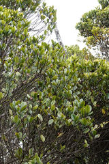 Syzygium sandwicense