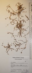 Stellaria humifusa