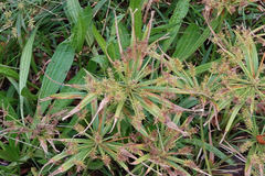 Cyperus meyenianus