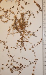 Stellaria humifusa