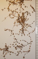 Stellaria humifusa