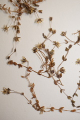 Stellaria humifusa