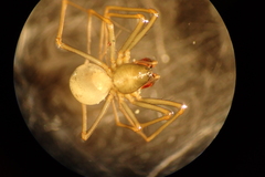 Diplostyla concolor