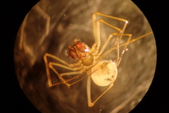 Diplostyla concolor