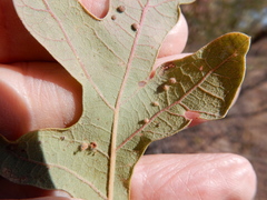 Neuroterus quercusverrucarum