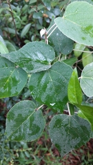 Mallotus apelta