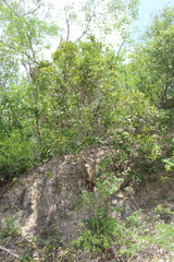 Forchhammeria trifoliata