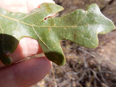 Neuroterus quercusverrucarum
