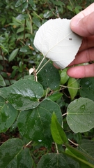 Mallotus apelta