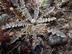 Sonchus novae-zelandiae
