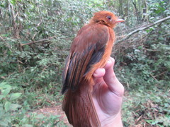 Cnipodectes superrufus