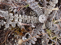 Sonchus novae-zelandiae
