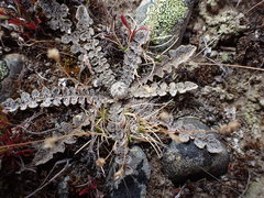 Sonchus novae-zelandiae