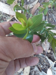 Psidium salutare mucronatum