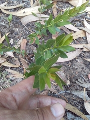 Psidium salutare mucronatum