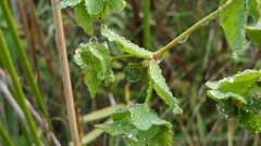 Euphorbia hirsuta