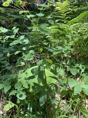 Euphorbia squamosa