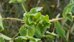Euphorbia hirsuta
