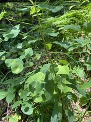 Euphorbia squamosa
