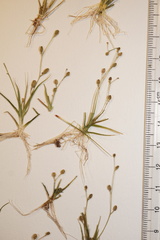 Subularia aquatica