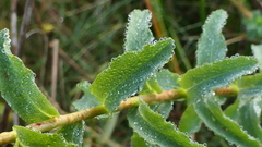 Euphorbia hirsuta