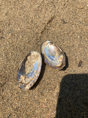 Anodonta oregonensis