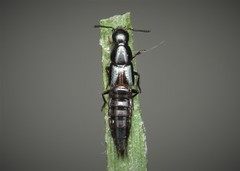 Quedius cinctus