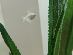 Gymnocorymbus ternetzi