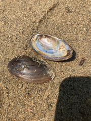 Anodonta oregonensis