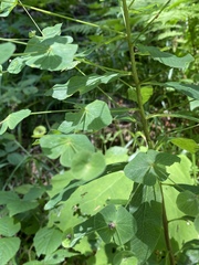 Euphorbia squamosa