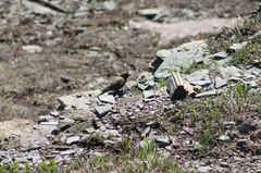 Leucosticte tephrocotis tephrocotis