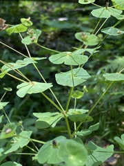 Euphorbia squamosa