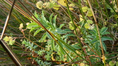 Euphorbia hirsuta
