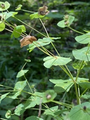 Euphorbia squamosa