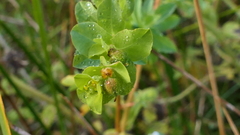 Euphorbia hirsuta