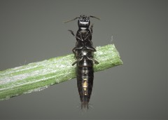 Quedius cinctus