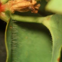 Euphorbia hirsuta