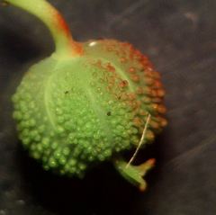 Euphorbia hirsuta