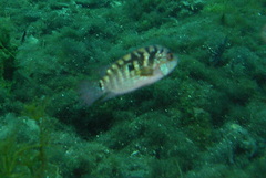 Rocio octofasciata