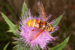 Milesia crabroniformis