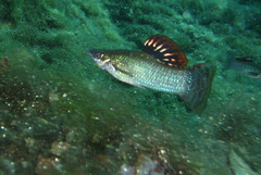 Poecilia orri