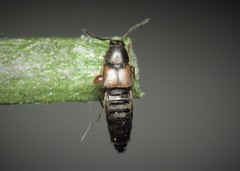 Oxypoda acuminata