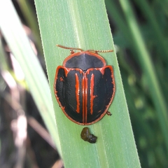 Botanochara bonariensis