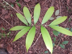 Zamia prasina