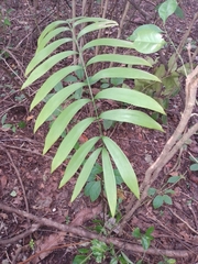 Zamia prasina