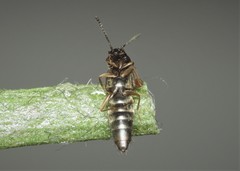 Oxypoda acuminata