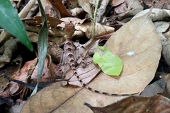 Enyalius