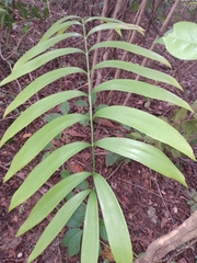 Zamia prasina