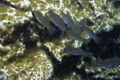 Poecilia orri